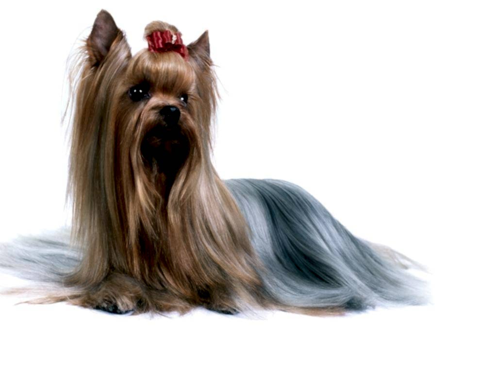 Болонки в бигудях