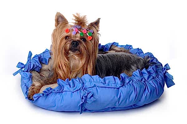 Салон "Dog Style"