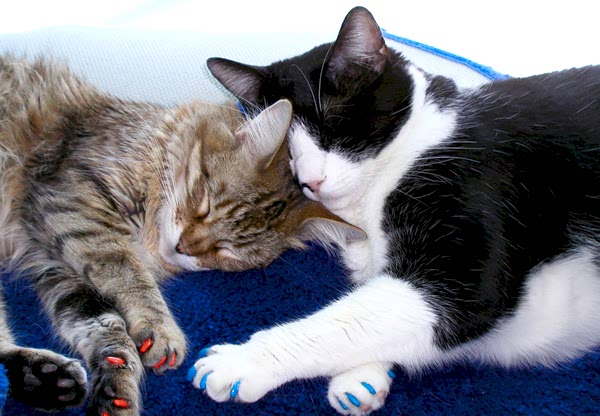 Салон "Dog Style" Алматы