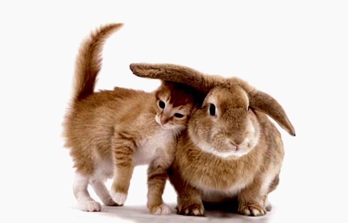 Предложение для зоомагазинов