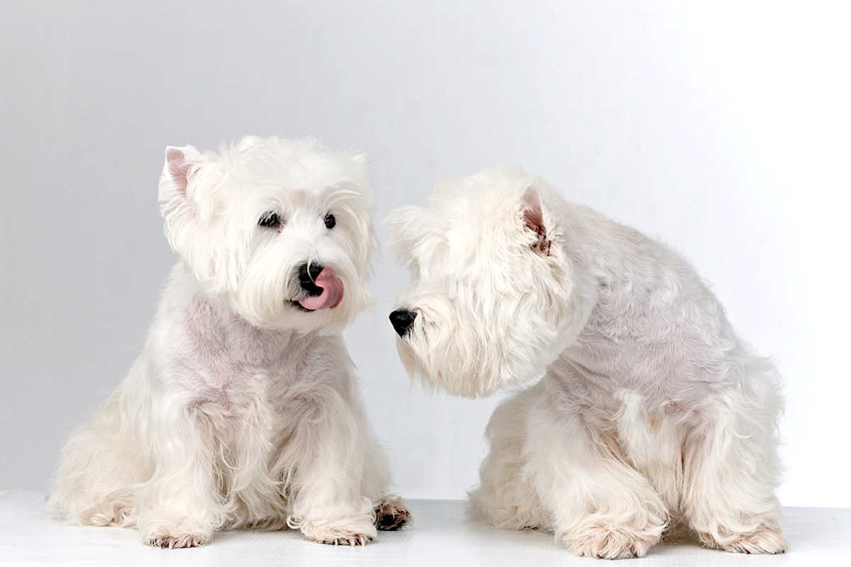 Старый новый грумминг